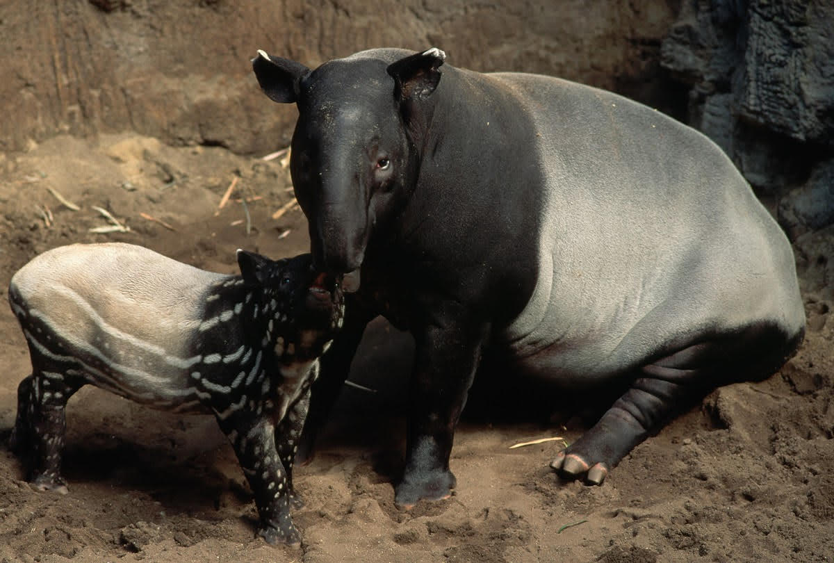 TAPIR